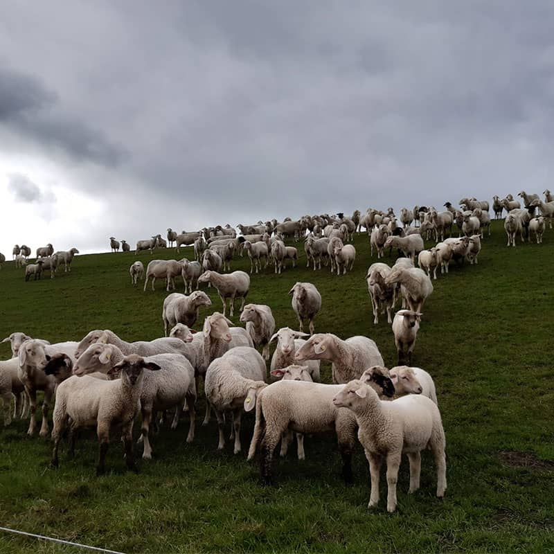 Küstenschutz durch Schafe in Emden