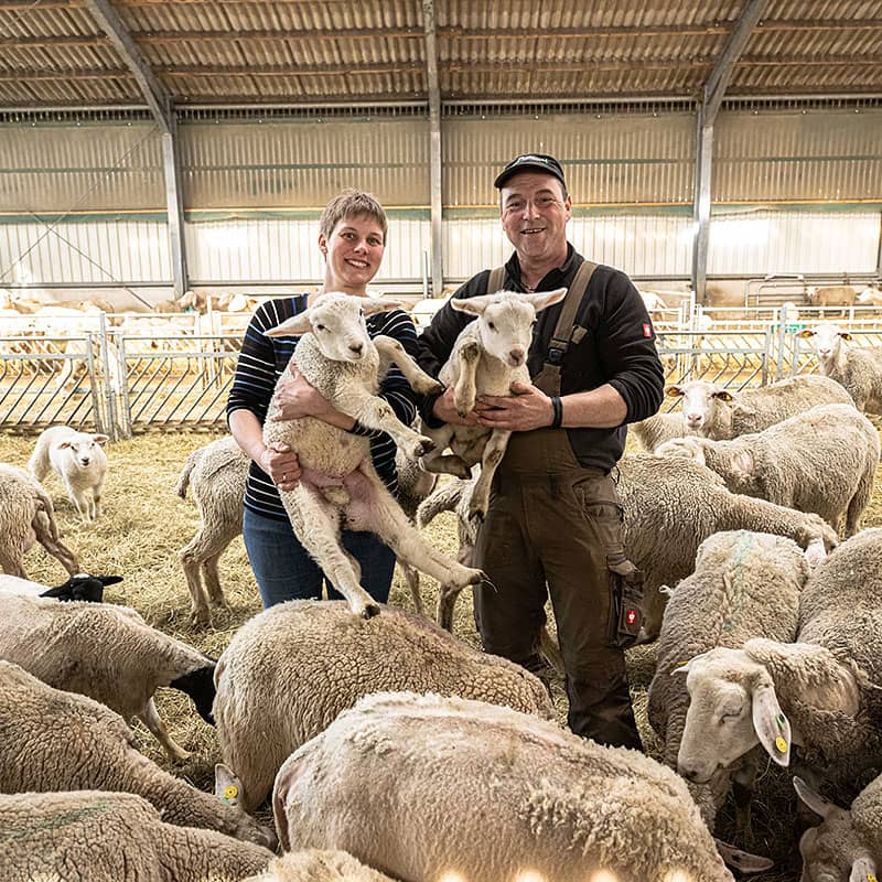Schafsfelle aus Emden und Umgebung